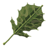 Breath_of_the_Wild_korok_leaf_icon.png