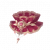 "Late Bloom" icon