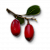 "Berbercane fruit" icon