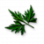 "Fool's parsley leaves" icon