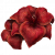 "Sanguine Amaryllis" icon