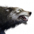 "Wolf" icon