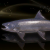 "Platinum Myrltrout" icon